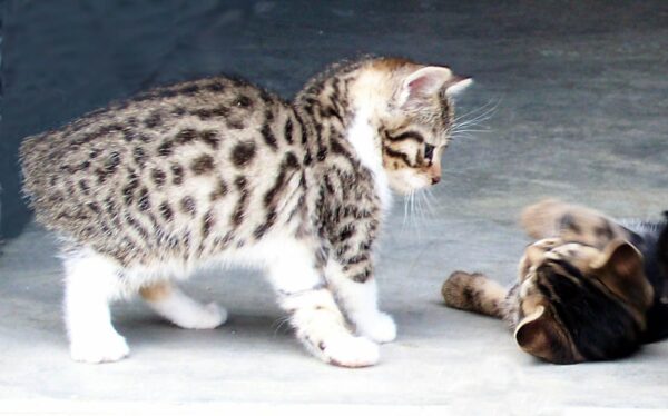 Manx kitten with a short coat and a unique tail or tailless, playfully exploring a toy with bright eyes.