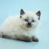 Balinese kitten with a long, silky coat in cream color and striking blue eyes, playfully exploring a colorful toy