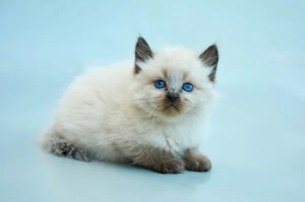 Balinese kitten with a long, silky coat in cream color and striking blue eyes, playfully exploring a colorful toy