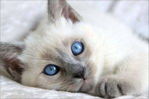 Adorable Balinese kitten with a graceful, flowing coat and vivid blue eyes, lounging on a soft blanket