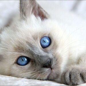 Adorable Balinese kitten with a graceful, flowing coat and vivid blue eyes, lounging on a soft blanket