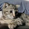 Adorable Keetso kitten with a soft, textured coat and distinctive markings, lounging comfortably on a cozy blanket