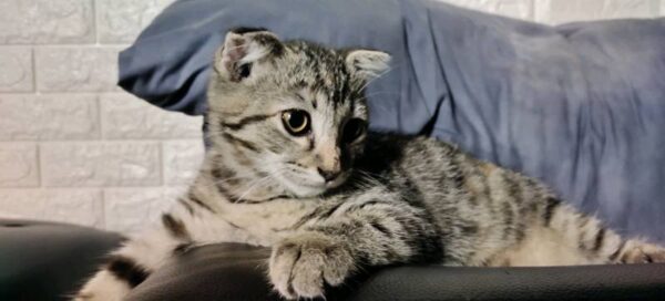 Adorable Keetso kitten with a soft, textured coat and distinctive markings, lounging comfortably on a cozy blanket