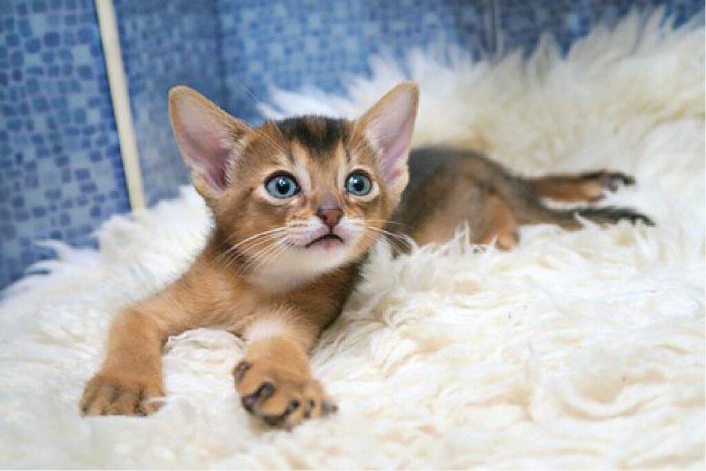 Adorable kitten with soft fur and curious eyes