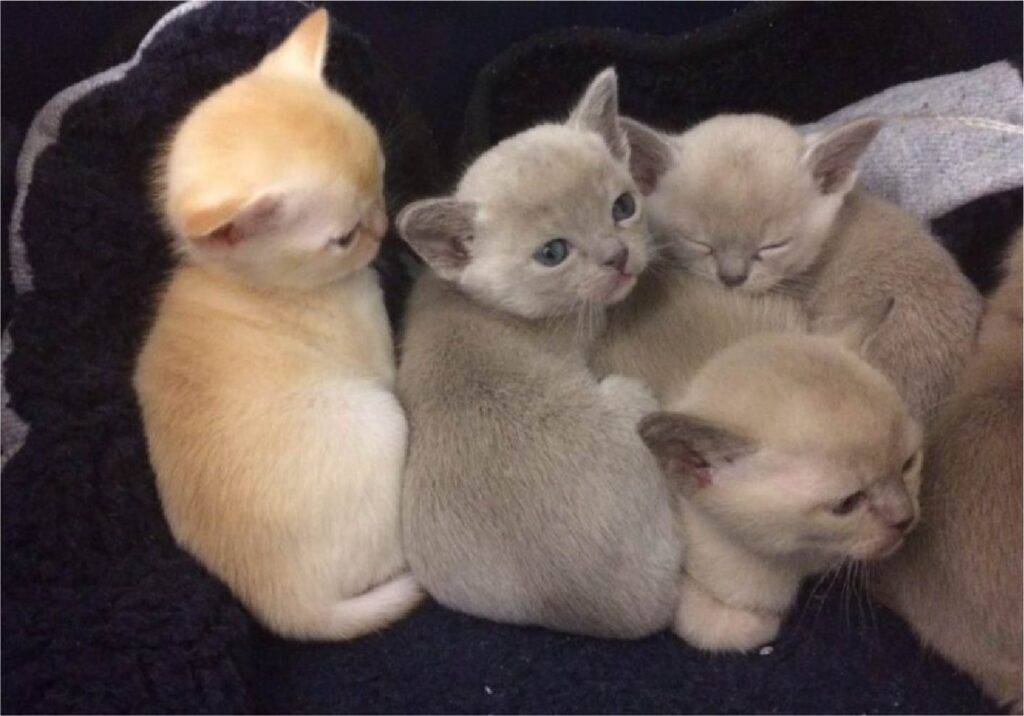 Cute kitten with a fluffy coat and bright eyes