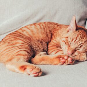 Charming Manx kitten with a soft coat and unique tail configuration, curiously peeking out from a comfy cat bed