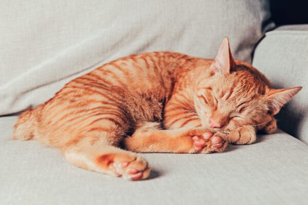 Charming Manx kitten with a soft coat and unique tail configuration, curiously peeking out from a comfy cat bed