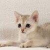 Adorable Singapura kitten with a short, shiny coat and big eyes, lounging comfortably on a cozy blanket