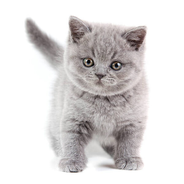 Cute British Shorthair kitten with bright amber eyes and a dense blue coat, exploring its cozy bed