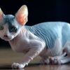 Sphynx kitten with a hairless, wrinkled coat and large, expressive eyes, playfully exploring a colorful toy