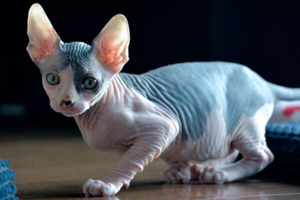 Sphynx kitten with a hairless, wrinkled coat and large, expressive eyes, playfully exploring a colorful toy