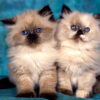 Charming Himalayan kitten with a luxurious, white coat and deep blue eyes, curiously exploring its cozy bed