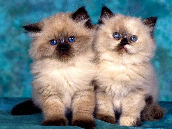 Charming Himalayan kitten with a luxurious, white coat and deep blue eyes, curiously exploring its cozy bed