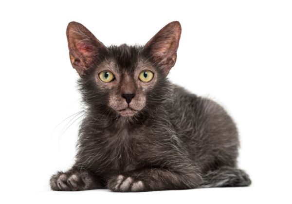 Adorable Lykoi kitten with a unique, werewolf-like coat pattern and bright, expressive eyes, lounging on a cozy blanket