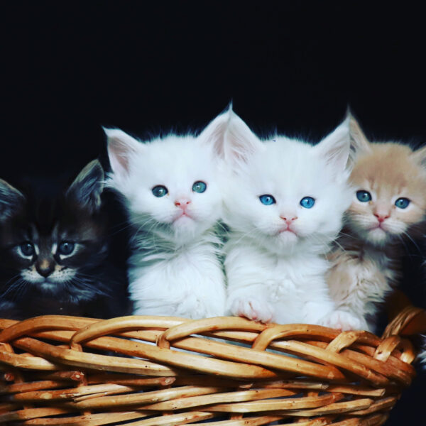 Adorable Maine Coon kitten with a dense, fluffy coat and striking green eyes, lounging comfortably on a cozy blanket