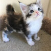 Maine Coon kitten with a long, shaggy coat in a mix of brown and black, and large, tufted ears, playfully exploring a toy