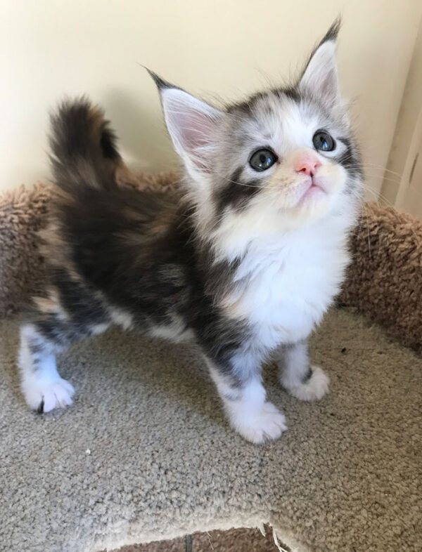 Maine Coon kitten with a long, shaggy coat in a mix of brown and black, and large, tufted ears, playfully exploring a toy