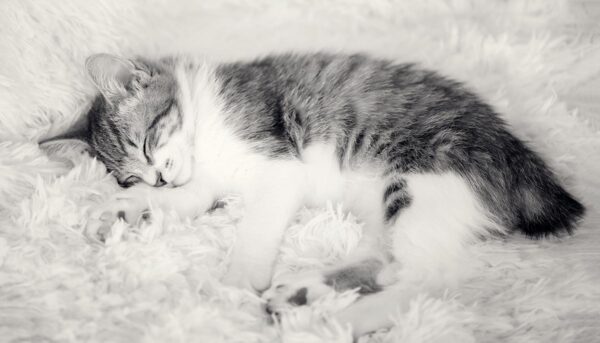 Adorable Manx kitten with a sleek coat and distinctive short or missing tail, lounging comfortably on a blanket