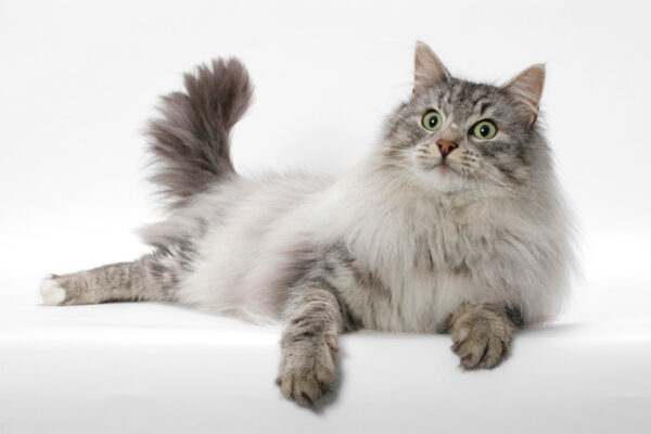 Norwegian kitten with a long, fluffy coat and tufted ears, playfully exploring a colorful toy with bright eyes