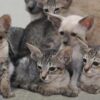 Charming Oriental kitten with a slender body and short, glossy coat in a vibrant tabby pattern, curiously peeking from a cat bed