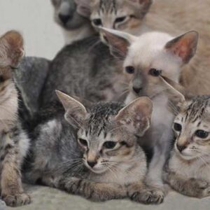 Charming Oriental kitten with a slender body and short, glossy coat in a vibrant tabby pattern, curiously peeking from a cat bed