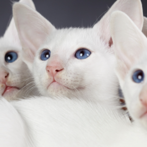 Charming Oriental kitten with a slender body and vibrant coat, curiously peeking from a cozy cat bed.