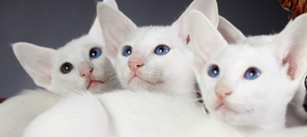 Charming Oriental kitten with a slender body and vibrant coat, curiously peeking from a cozy cat bed.