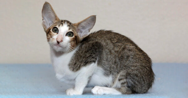 Adorable Oriental kitten with a smooth, shiny coat in a delicate cream color and expressive eyes, lounging on a cozy blanket