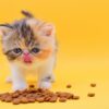 Charming Persian kitten with a thick, soft coat and big, round eyes, curiously peeking from a cozy cat bed