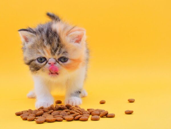 Charming Persian kitten with a thick, soft coat and big, round eyes, curiously peeking from a cozy cat bed