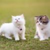 Persian kitten with a long, fluffy coat in a cream color and large, expressive eyes, playfully exploring a toy