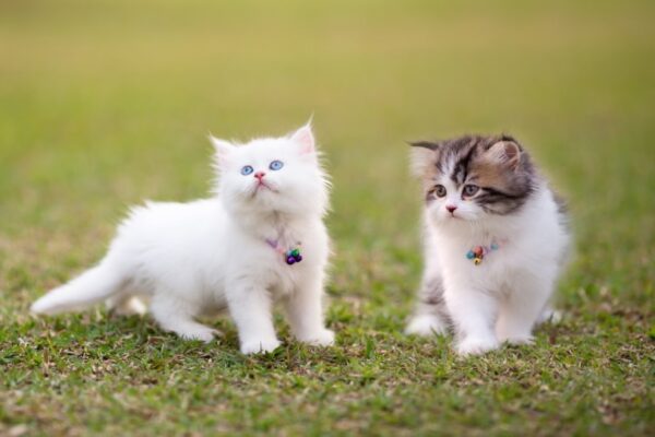 Persian kitten with a long, fluffy coat in a cream color and large, expressive eyes, playfully exploring a toy