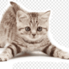 American Bobtail kitten with a short, tufted tail and a fluffy coat in tabby patterns, playfully batting at a toy