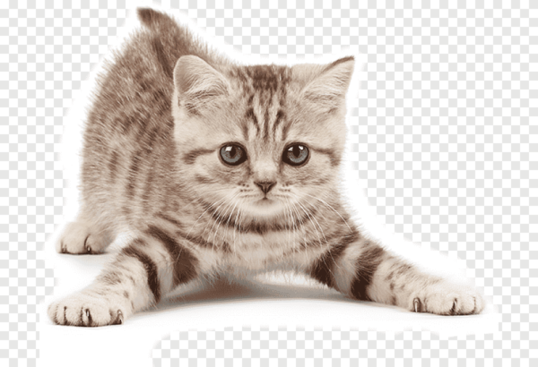 American Bobtail kitten with a short, tufted tail and a fluffy coat in tabby patterns, playfully batting at a toy