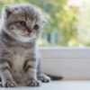 Charming Scottish Fold kitten with a sweet expression and folded ears, curiously peeking from a comfy cat bed