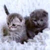 Adorable Scottish Fold kitten with distinctive folded ears and a plush coat, lounging comfortably on a cozy blanket