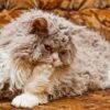 Adorable Selkirk Rex kitten with a wavy, textured coat and distinctive curls, lounging on a cozy blanket