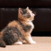 Selkirk Rex kitten with a curly, fluffy coat and large, round eyes, playfully exploring a colorful toy