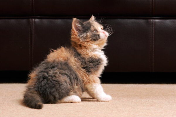 Selkirk Rex kitten with a curly, fluffy coat and large, round eyes, playfully exploring a colorful toy