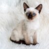 Adorable Siamese kitten with distinctive dark points on ears, face, and paws, lounging on a soft blanket