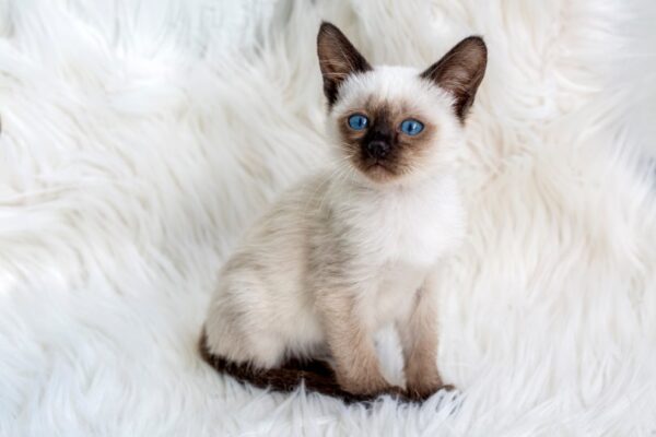 Adorable Siamese kitten with distinctive dark points on ears, face, and paws, lounging on a soft blanket