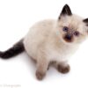 Siamese kitten with a sleek, cream coat and striking blue eyes, playfully exploring a colorful toy