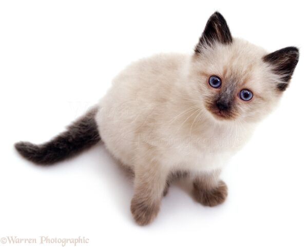 Siamese kitten with a sleek, cream coat and striking blue eyes, playfully exploring a colorful toy