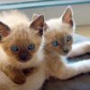 Charming Siamese kitten with a smooth coat and vivid blue eyes, curiously peeking from a cozy cat bed