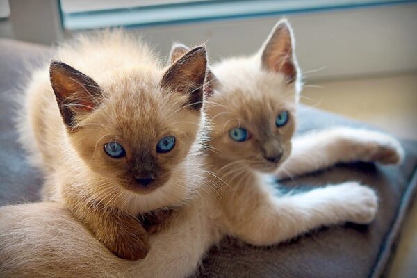 Charming Siamese kitten with a smooth coat and vivid blue eyes, curiously peeking from a cozy cat bed