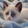 Adorable Snowshoe kitten with bright blue eyes and a soft, white coat with dark markings, lounging on a cozy blanket