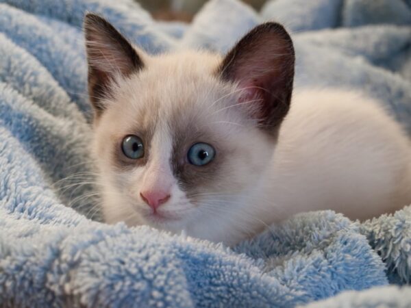 Adorable Snowshoe kitten with bright blue eyes and a soft, white coat with dark markings, lounging on a cozy blanket