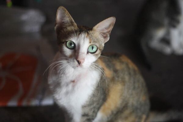 Adorable Javanese kitten with a long, flowing coat and bright blue eyes, lounging on a cozy blanket