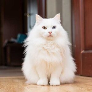 Adorable Turkish Angora kitten with a fluffy, luxurious coat and expressive eyes, lounging comfortably on a blanket