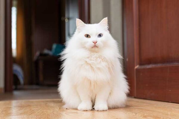 Adorable Turkish Angora kitten with a fluffy, luxurious coat and expressive eyes, lounging comfortably on a blanket